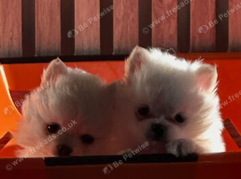 Pomeranian female