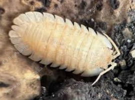 (UK WIDE SHIPPING) Orange pallasii isopods for sale UK