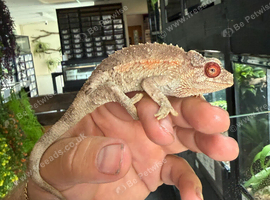 Female Yellow Crested Jackson Chameleons