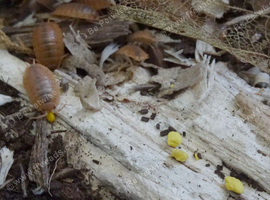 Calcium + Organic Bee Pollen 10g Approx. Ideal Treat for: Isopods, Millipedes + More