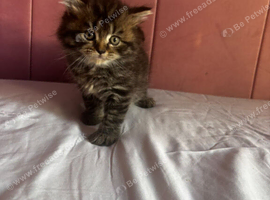Ragdoll x british longhair