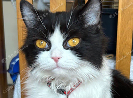 Persian mixed female