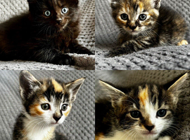 Female Kittens Looking for Forever Homes️