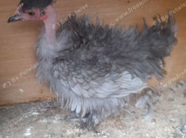 Lavender frizzle necked neck bantam