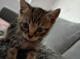 3 male kittens, 1 tabby & 2 black