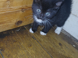 3 kitty's rehome