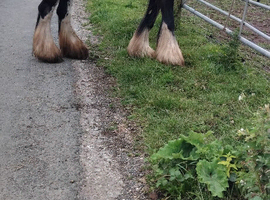 Black cob mare