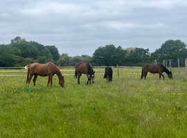 Looking for stables and grazing