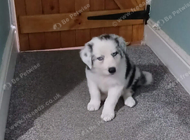 Border collie puppies