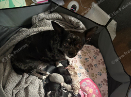 5 beautiful chihuahua puppies