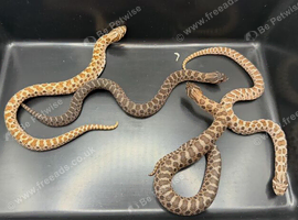 Variety of Western Hognose Hatchlings