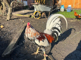 Spangled Morgan whitehackle American gamefowl. Not Oxford old English/ shamo