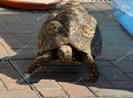 Three large leopard tortoises