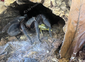 Costa Rica bluefront female and set up