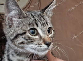 Savannah Mainecoon Cross Kitten