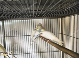 Baby budgies for sale