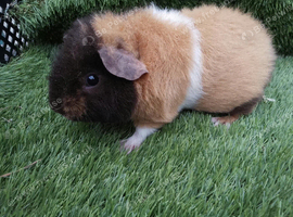 Boar guinea pigs