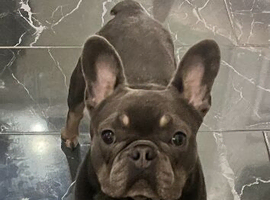 Rehome Gorgeous Male French Bulldog