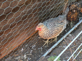 Variety of chicken for sale