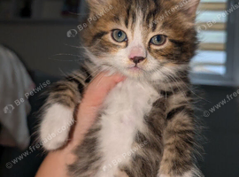Maine coon cross kittens