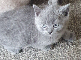 British short hair kitten