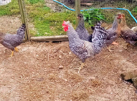 Quintet Crested Cream Legbar Chicken