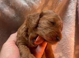 Cockapoo red puppies girls only