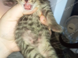 Kittens looking for the forever homes in 7 weeks