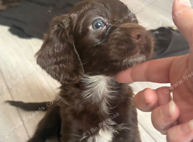 6 beautiful puppies
