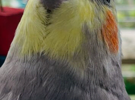 Female semi tame singing Cockatiel