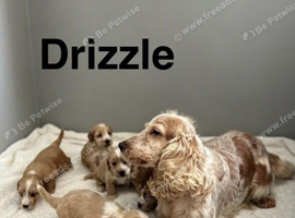 Drizzle light cockapoos boys