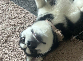 9 months old