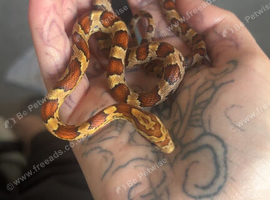 Baby corns