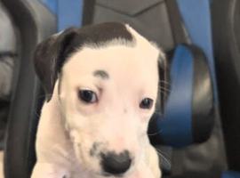 9 puppies for sale need homes urgently