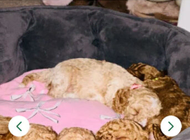 5 beautiful cockapoo puppies