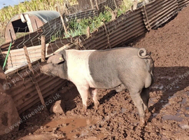 Saddleback boar for hire