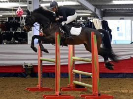 15:3 Irish sport horse gelding