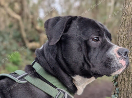 Large cross breed looking for forever home