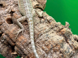 Baby bearded dragons