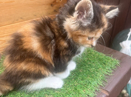 Beautiful baby girl,long haired desperate for a loving home soon as possible .