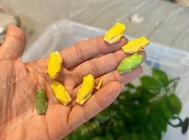 Baby red eye tree frogs