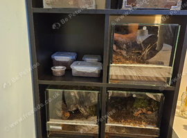 Tarantulas for sale