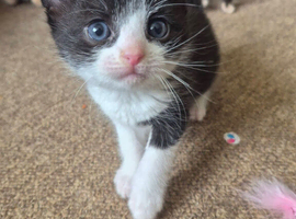 2 lovely 8 week old kittens for sale