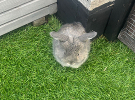 Mini lop baby rabbit !!