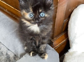 Kittens for sale