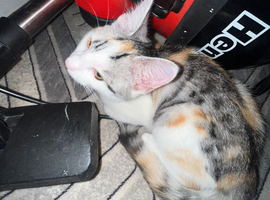 9 week old calico kitten looking for forever loving home