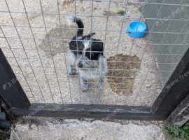 Terrier x patterdale jack Russell