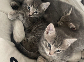 kittens