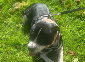 Year-Old Staffordshire Bull Terrier Looking for a Loving Home