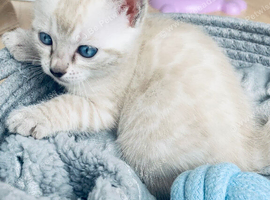 Tica Active Seal Silver Snow Lynx Bengal